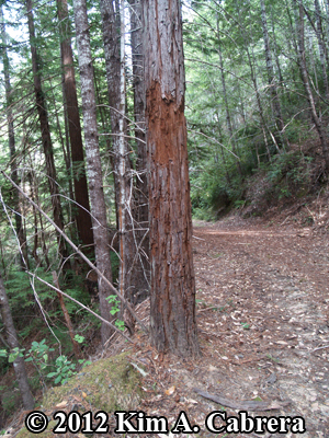 bear mark tree by road