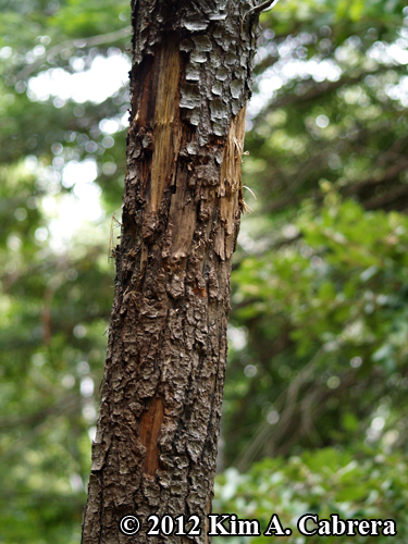 bear mark tree on pine