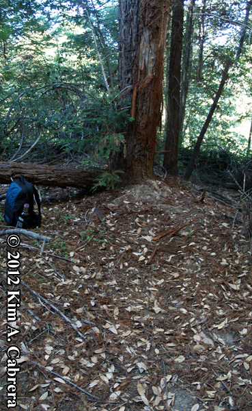 black bear mark tree and stomp trail