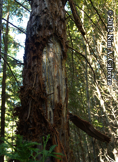 redwood tree extensively marked by bear