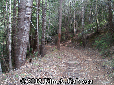 overview of bear mark tree by dirt road