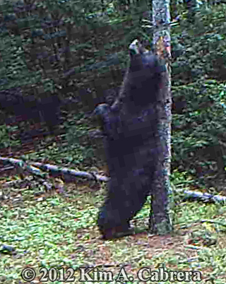 bear scratching on tree
