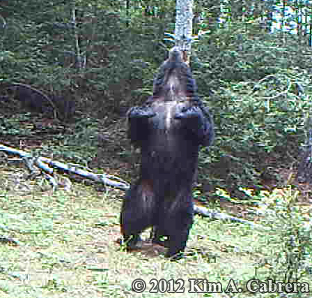 bear scratching his back on a tree