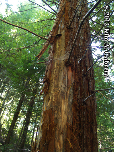 bear marking on redwood