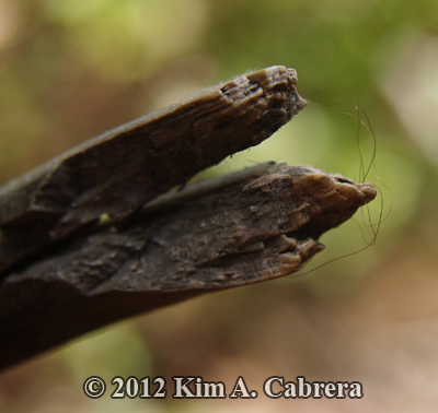 bear fur snagged on a branch