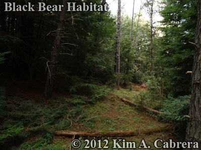 black bear habitat with marking tree in center
                    of photo