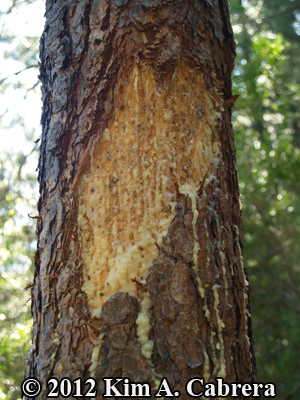 bear bites and marks on Douglas fir tree