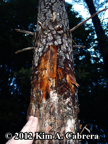 close up of bear marking tree