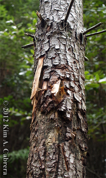 pine tree marked by bear