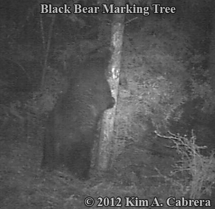 bear sniffing marking tree