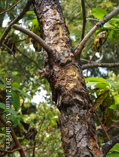 tree marked repeatedly by black bears