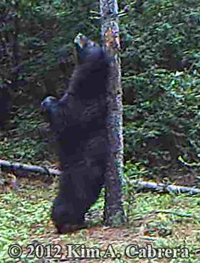 bear rubbing its back