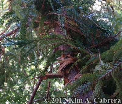 branches broken by bear