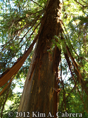 redwood tree with bark removed by black bear