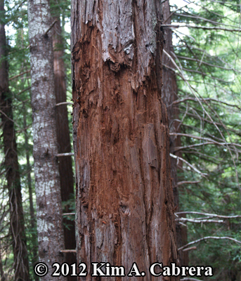 bite and claw marks on redwood