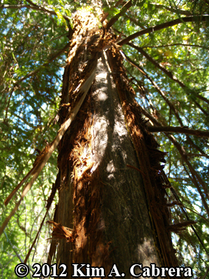 redwood bark shredded by black bear