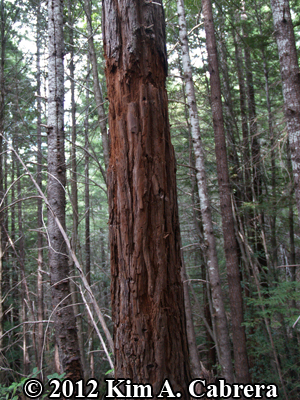 BLACK BEAR MARKS ON REDWOOD