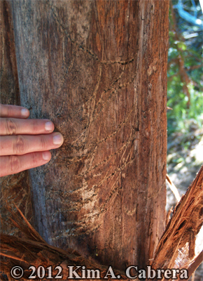 black bear claw marks at base of redwood
                      tree