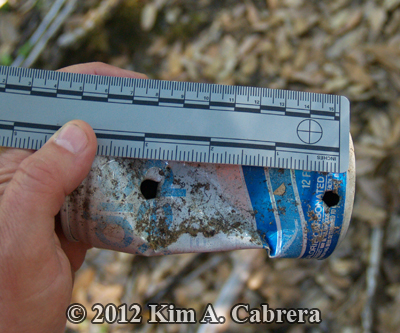 black bear canine tooth marks in soda can