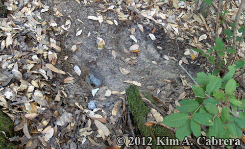 yellowjacket nest being rebuilt after bear
                    raid