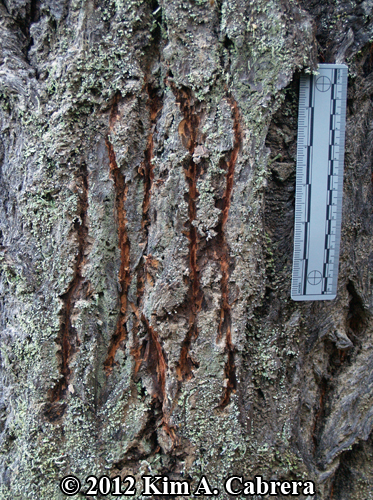 black bear claw marks from climbing a tree