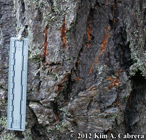 claw marks left by climbing bear