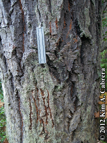 claw marks left by bear that climbed tre