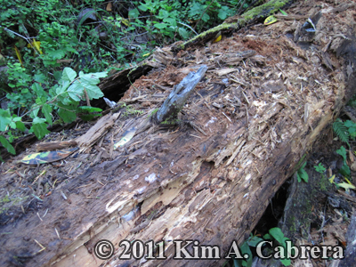 bear
                    opened this log