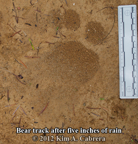 bear
                    track after a rain