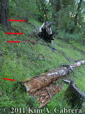 where the bear opened the logs