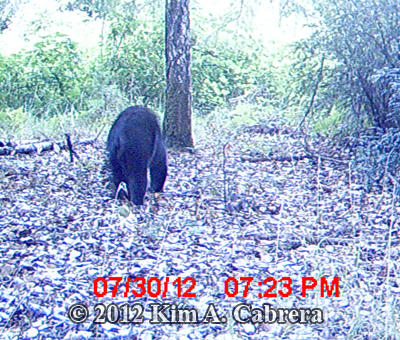 bear
                    photo from trail camera