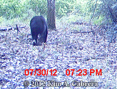 bear
                    photo from trail camera