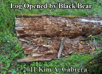 a log the bear opened