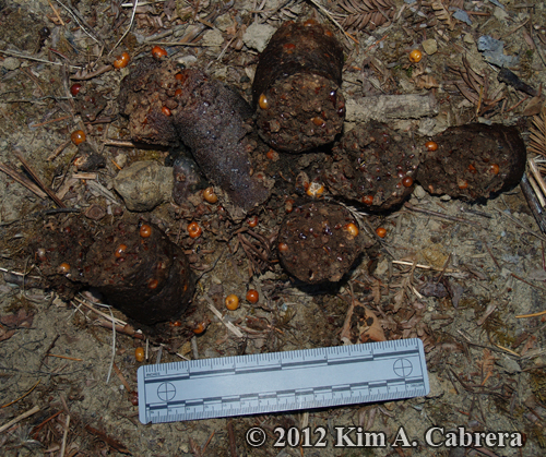 black bear scat containing manzanita berries