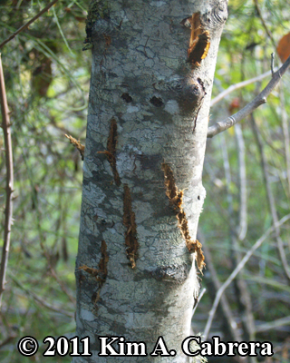 bear
                    claw damage to apple tree