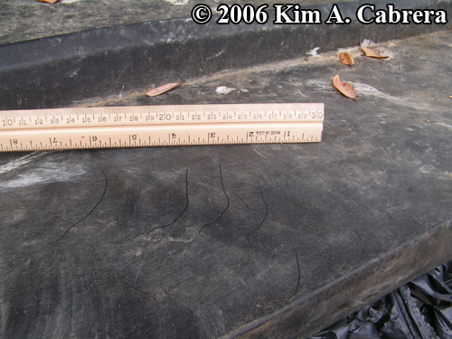 bear claw marks on dumpster