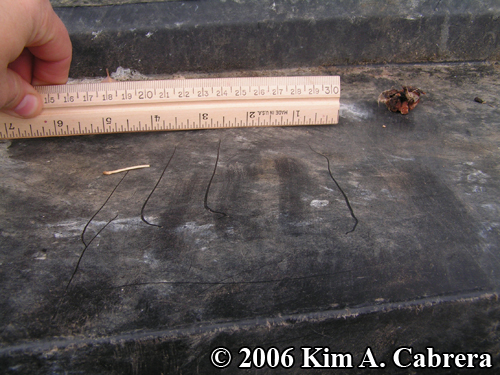 size of bear claw marks on dumpster lid