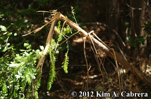 fir sapling bitten off by bear