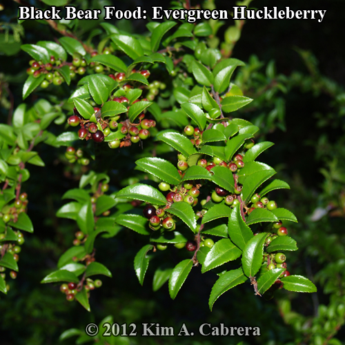black
                    bear food evergreen huckleberry
