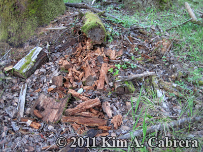 logs opened by bears