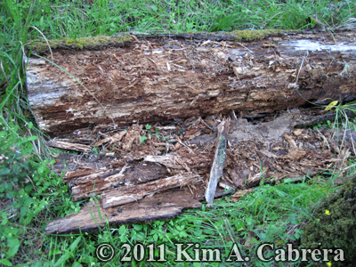 log opened by bear