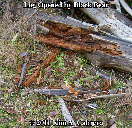 log opened by bear looking for food