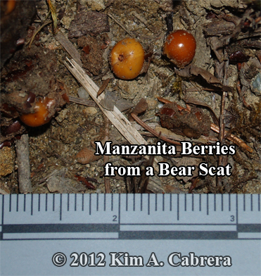 manzanita berries in a black bear scat