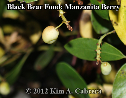 black bear food manzanita berries