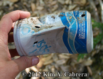 bear canine tooth marks in soda can