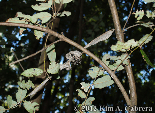 wasps rebuilding a nest