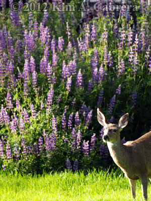 doe with lupine flowers
