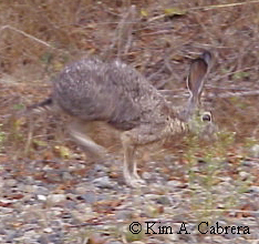 Black-tailed
                    jackrabbit at Walker Creek, near Petaluma, CA
