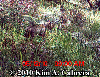 bobcat
                      in tall grass. Photo by Kim A. Cabrera