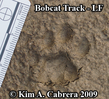 Bobcat left front footprint. Photo copyright
                      Kim A. Cabrera 2009.